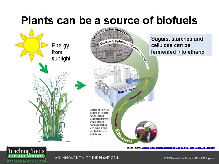 Plants can be a source of biofuels Energy from sunlight Sugars, starches and cellulose