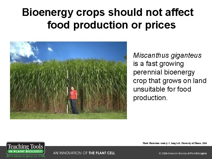 Bioenergy crops should not affect food production or prices Miscanthus giganteus is a fast