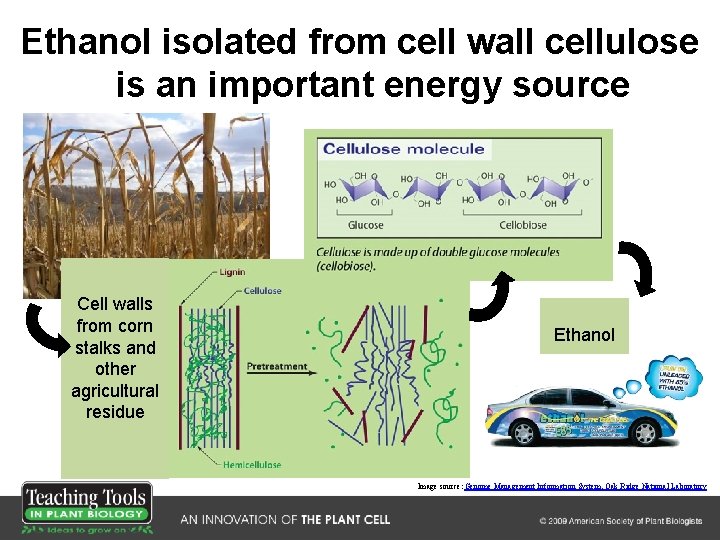 Ethanol isolated from cell wall cellulose is an important energy source Cell walls from