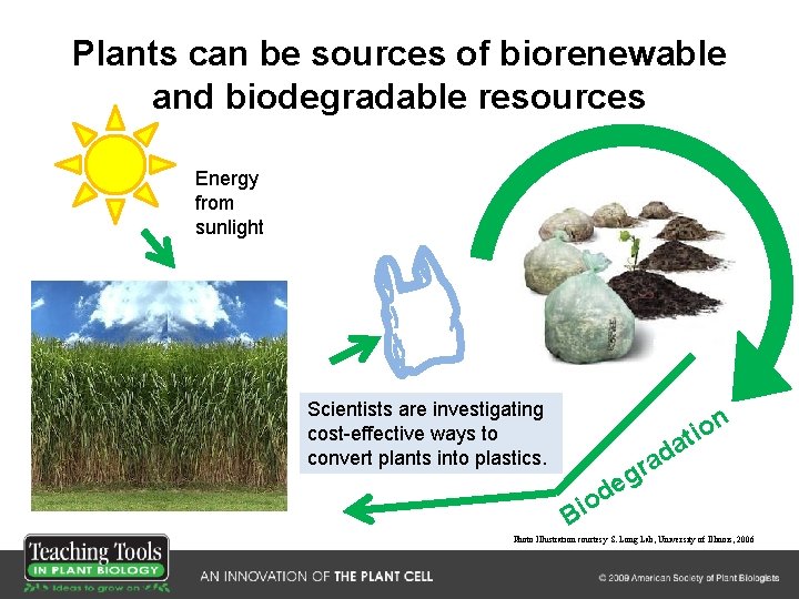 Plants can be sources of biorenewable and biodegradable resources Energy from sunlight Scientists are