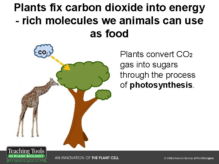 Plants fix carbon dioxide into energy - rich molecules we animals can use as