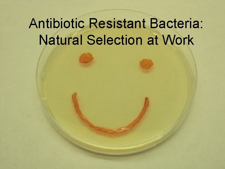 Antibiotic Resistant Bacteria: Natural Selection at Work 