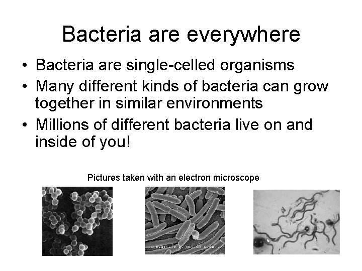 Bacteria are everywhere • Bacteria are single-celled organisms • Many different kinds of bacteria