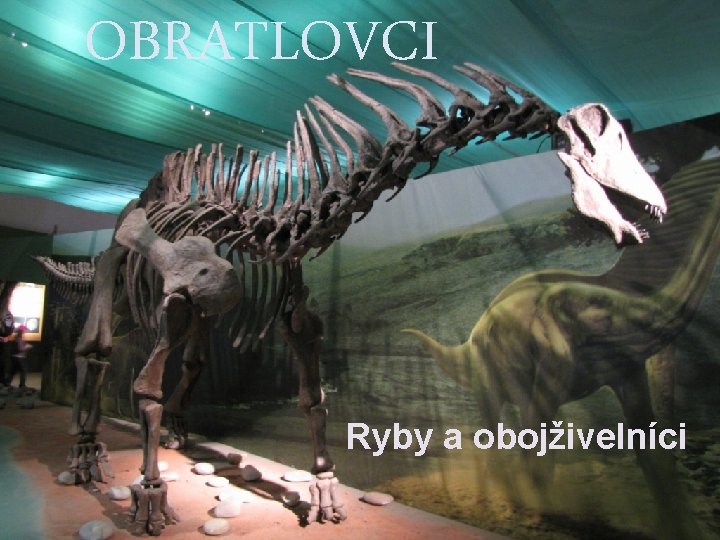 OBRATLOVCI Ryby a obojživelníci 