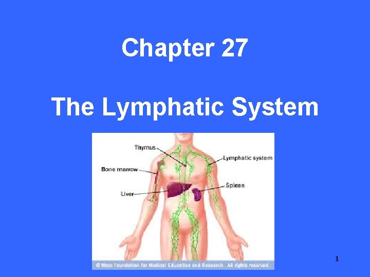 Chapter 27 The Lymphatic System 1 