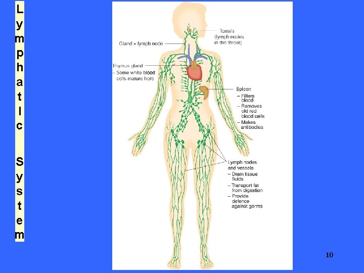L y m p h a t I c S y s t e