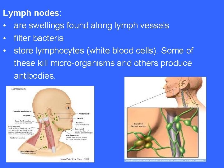 Lymph nodes: • are swellings found along lymph vessels • filter bacteria • store