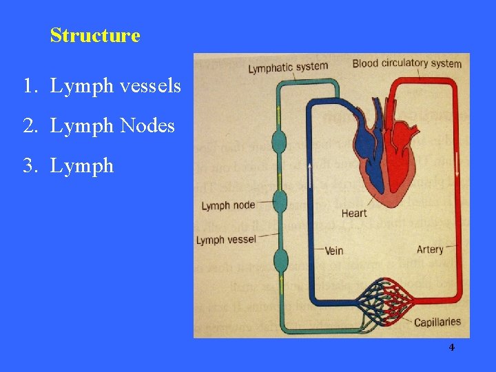 Structure 1. Lymph vessels 2. Lymph Nodes 3. Lymph 4 