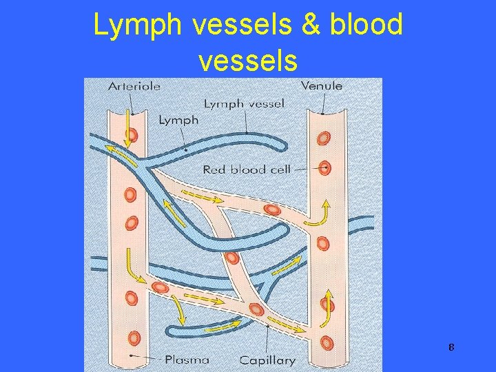 Lymph vessels & blood vessels 8 