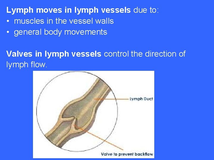 Lymph moves in lymph vessels due to: • muscles in the vessel walls •