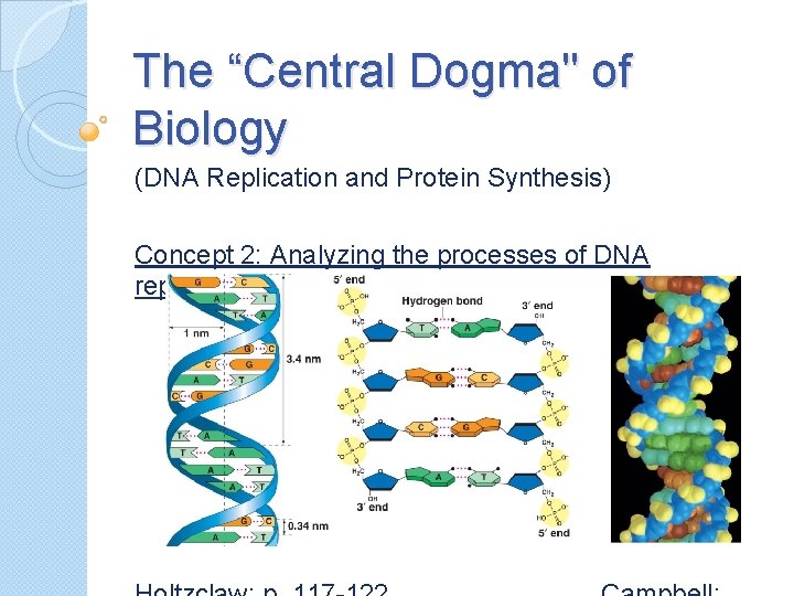 The “Central Dogma" of Biology (DNA Replication and Protein Synthesis) Concept 2: Analyzing the