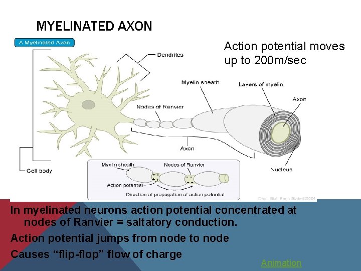 MYELINATED AXON Action potential moves up to 200 m/sec In myelinated neurons action potential