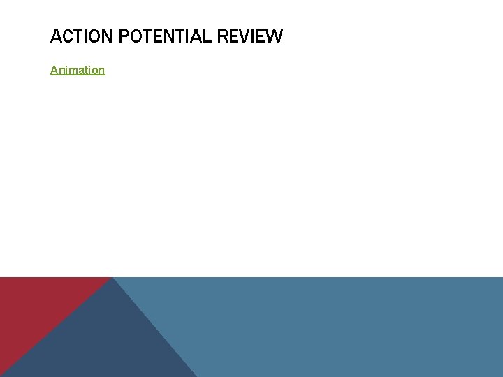 ACTION POTENTIAL REVIEW Animation 