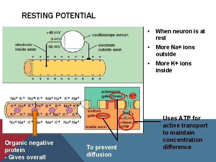 RESTING POTENTIAL Organic negative protein - Gives overall To prevent diffusion • When neuron