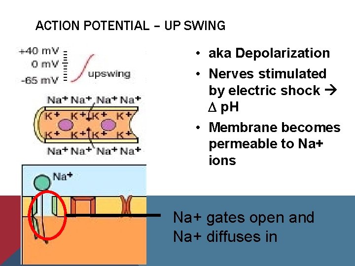 ACTION POTENTIAL – UP SWING • aka Depolarization • Nerves stimulated by electric shock