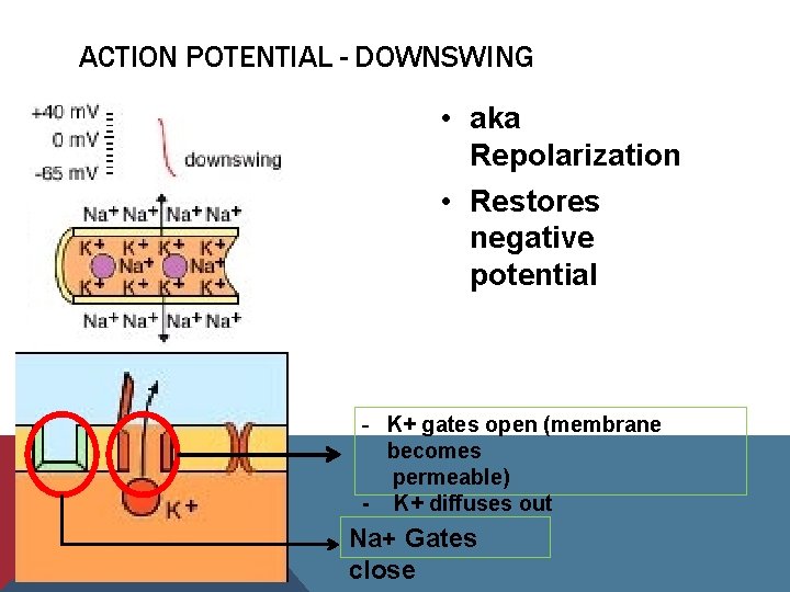 ACTION POTENTIAL - DOWNSWING • aka Repolarization • Restores negative potential - K+ gates