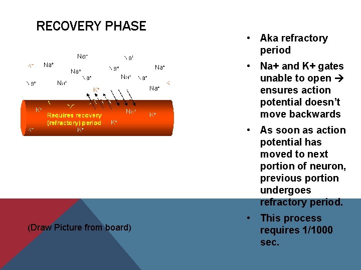 RECOVERY PHASE • Aka refractory period • Na+ and K+ gates unable to open