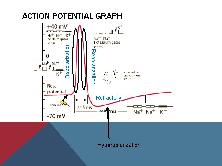 Repolarization Depolarization ACTION POTENTIAL GRAPH Refractory Hyperpolarization 