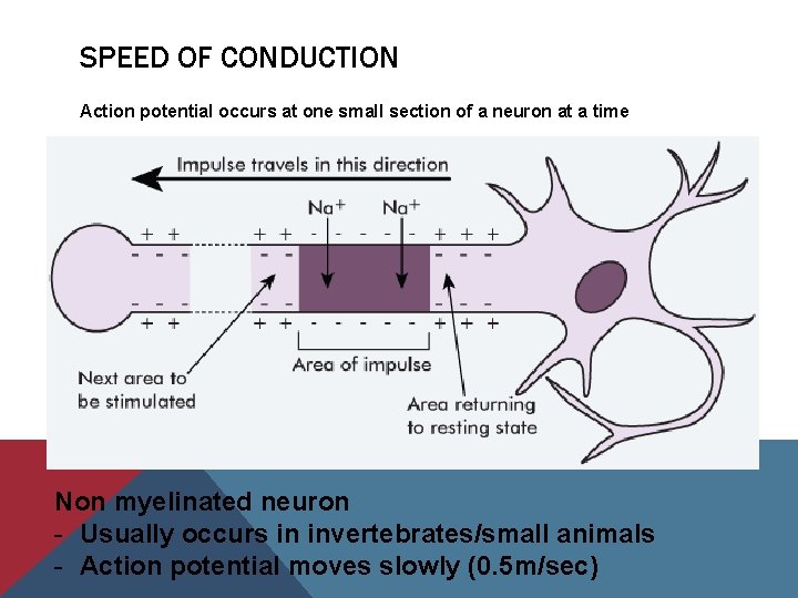 SPEED OF CONDUCTION Action potential occurs at one small section of a neuron at