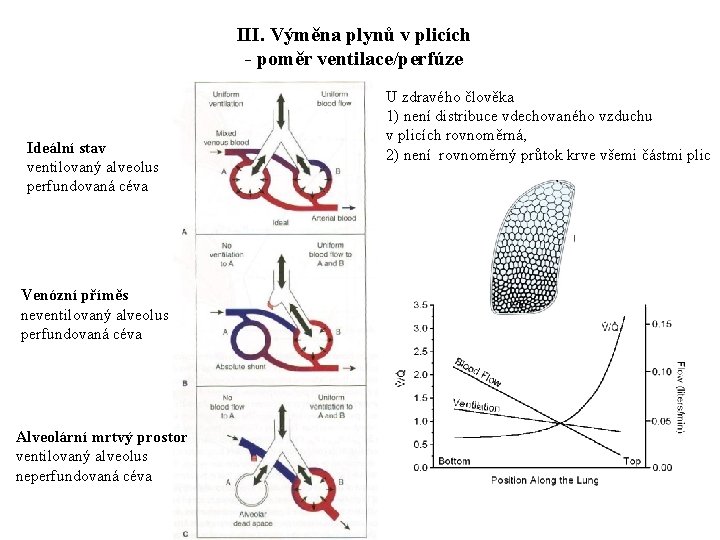 III. Výměna plynů v plicích - poměr ventilace/perfúze Ideální stav ventilovaný alveolus perfundovaná céva