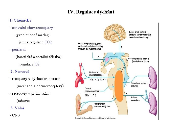 IV. Regulace dýchání 1. Chemická - centrální chemoreceptory (prodloužená mícha) jemná regulace CO 2