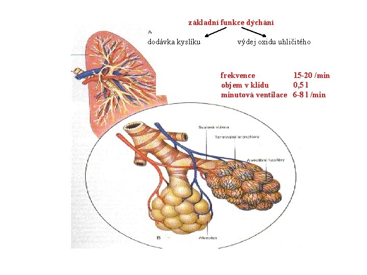 základní funkce dýchání dodávka kyslíku výdej oxidu uhličitého frekvence 15 -20 /min objem v