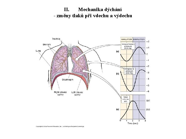 II. Mechanika dýchání - změny tlaků při vdechu a výdechu 