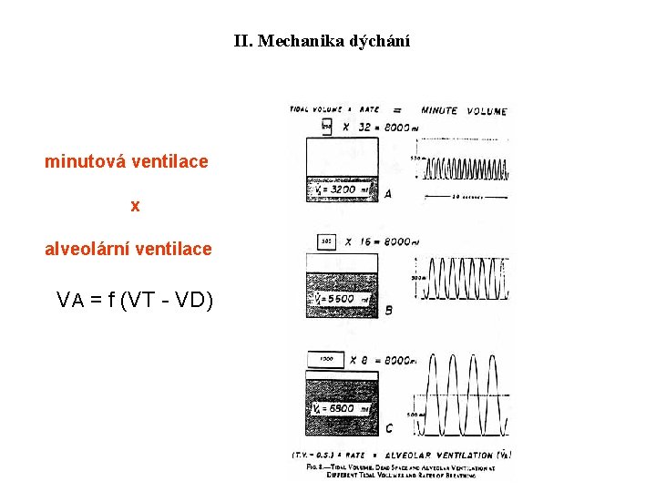 II. Mechanika dýchání minutová ventilace x alveolární ventilace VA = f (VT - VD)