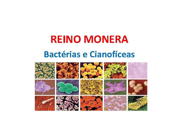 REINO MONERA Bactérias e Cianofíceas 