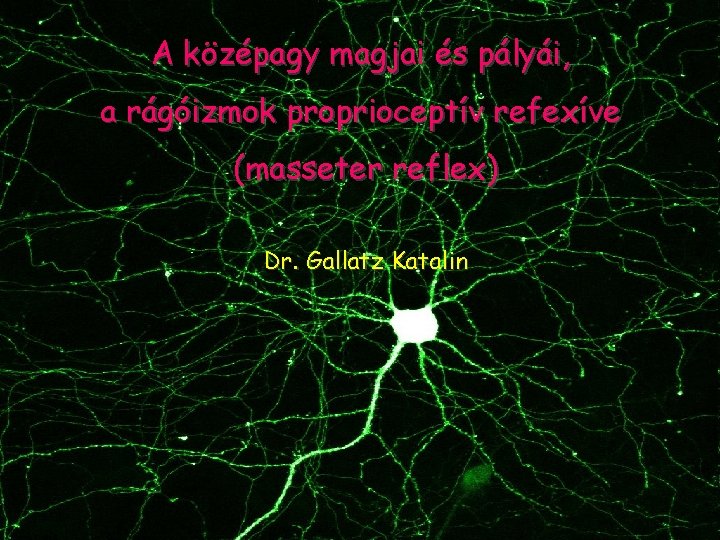 A középagy magjai és pályái, a rágóizmok proprioceptív refexíve (masseter reflex) Dr. Gallatz Katalin