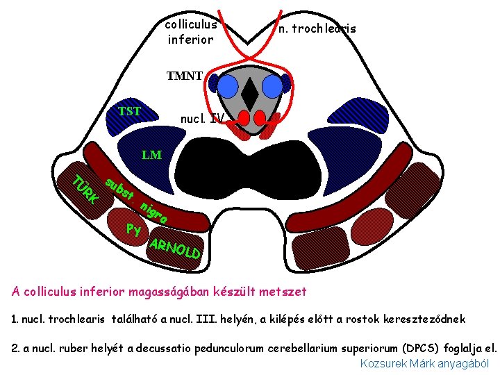 colliculus inferior n. trochlearis TMNT TST nucl. IV. LM RK TÜ su bs DPCS