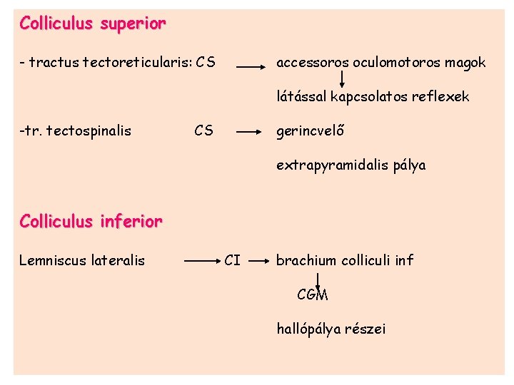 Colliculus superior - tractus tectoreticularis: CS accessoros oculomotoros magok látással kapcsolatos reflexek -tr. tectospinalis