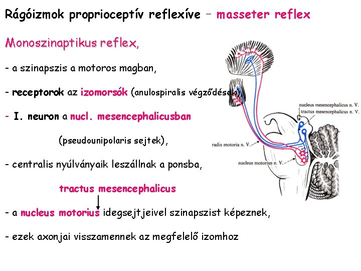 Rágóizmok proprioceptív reflexíve – masseter reflex Monoszinaptikus reflex, - a szinapszis a motoros magban,
