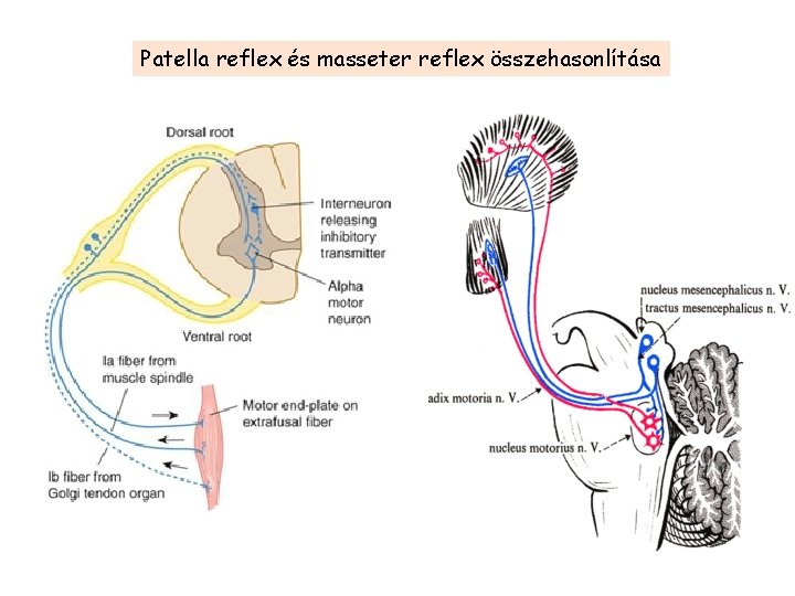 Patella reflex és masseter reflex összehasonlítása 