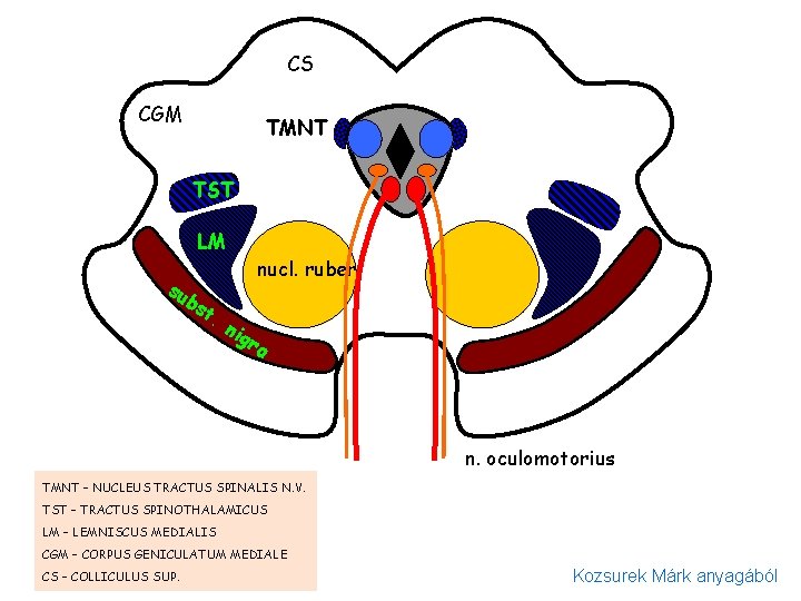 CS CGM TMNT TST LM su bs t. nig nucl. ruber ra n. oculomotorius