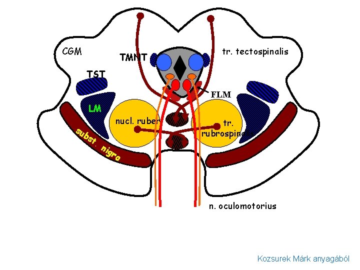 CGM TMNT tr. tectospinalis TST FLM LM su bs t. nig nucl. ruber tr.