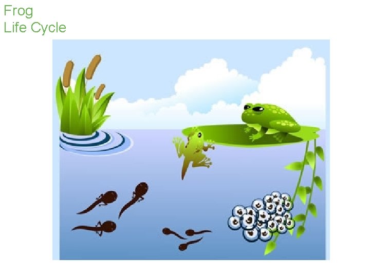 Frog Life Cycle 