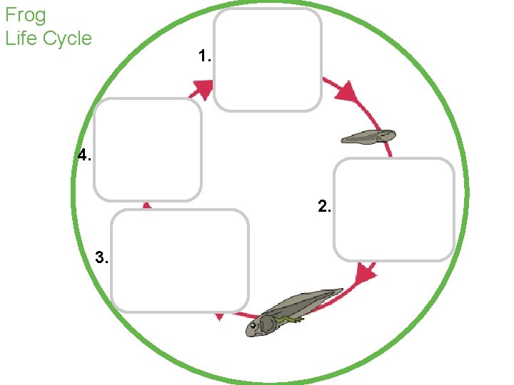 Frog Life Cycle eggs 1. frog 4. 2. 3. metamorph tadpole 