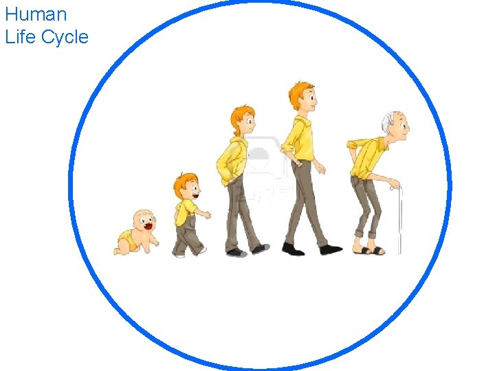 Human Life Cycle 
