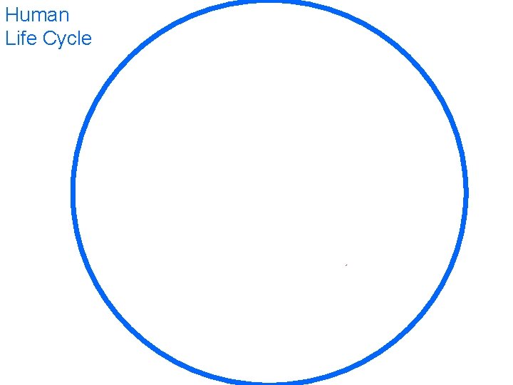 Human Life Cycle 1. infant 2. child 4. adult 3. teen 