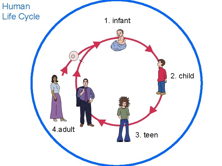 Human Life Cycle 1. infant 2. child 4. adult 3. teen 