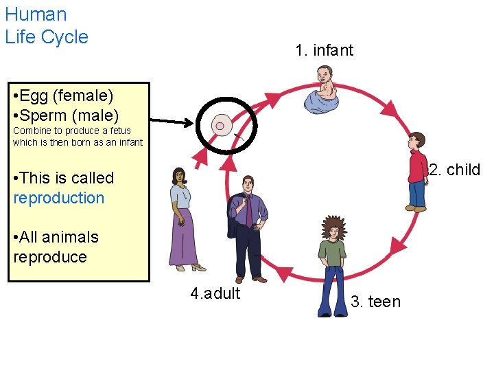 Human Life Cycle 1. infant • Egg (female) • Sperm (male) Combine to produce
