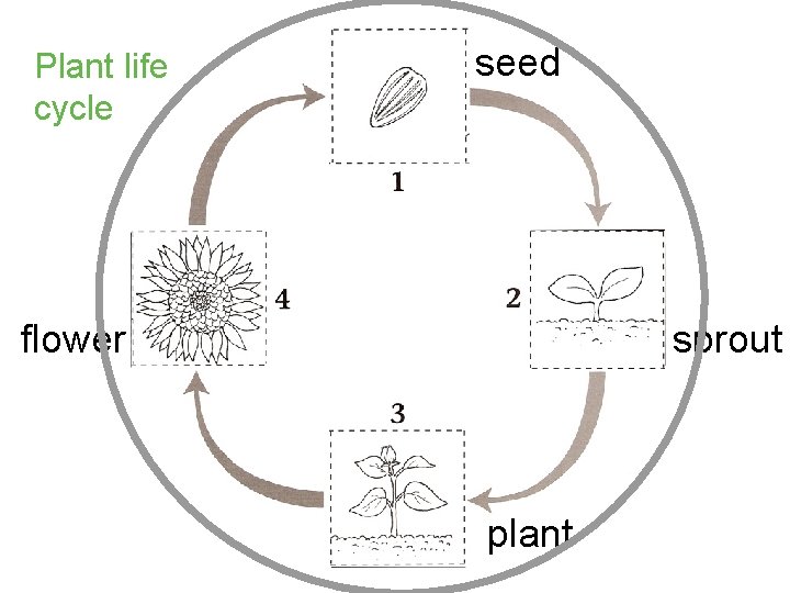 Plant life cycle seed flower sprout plant 