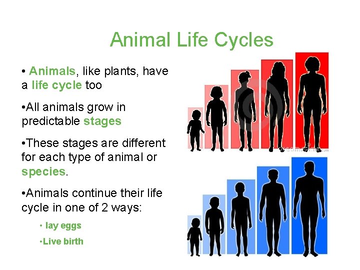 Animal Life Cycles • Animals, like plants, have a life cycle too • All