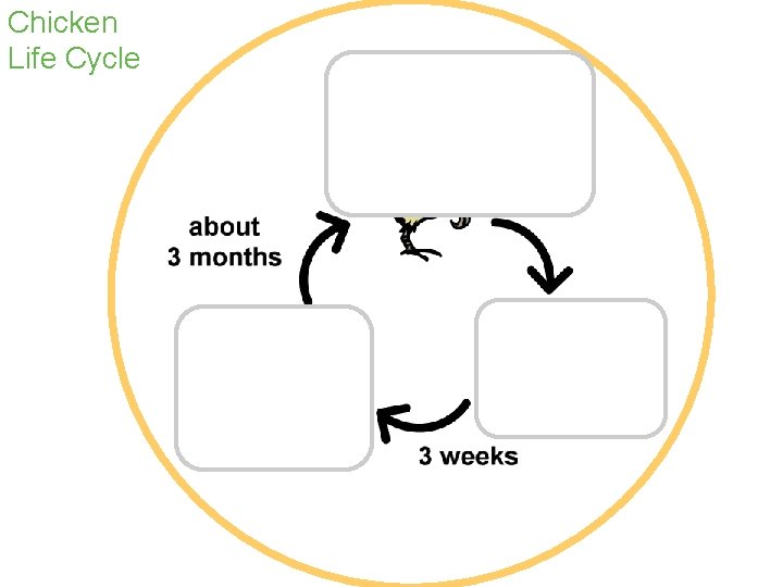 Chicken Life Cycle 