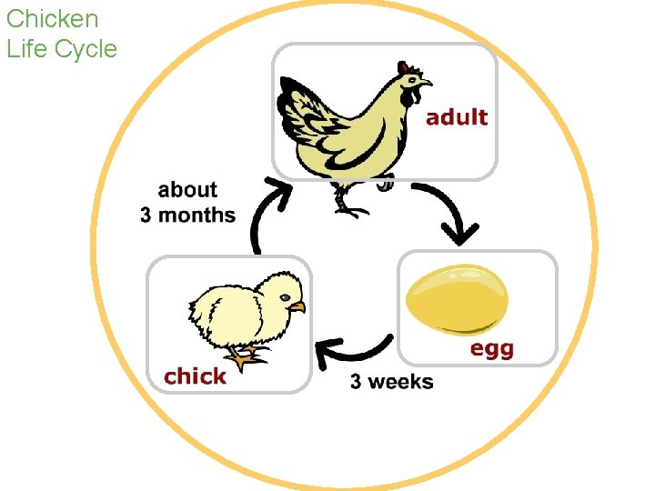 Chicken Life Cycle 