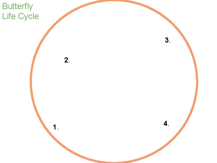Butterfly Life Cycle 3. 2. chrysalis caterpillar 1. 4. egg adult butterfly 