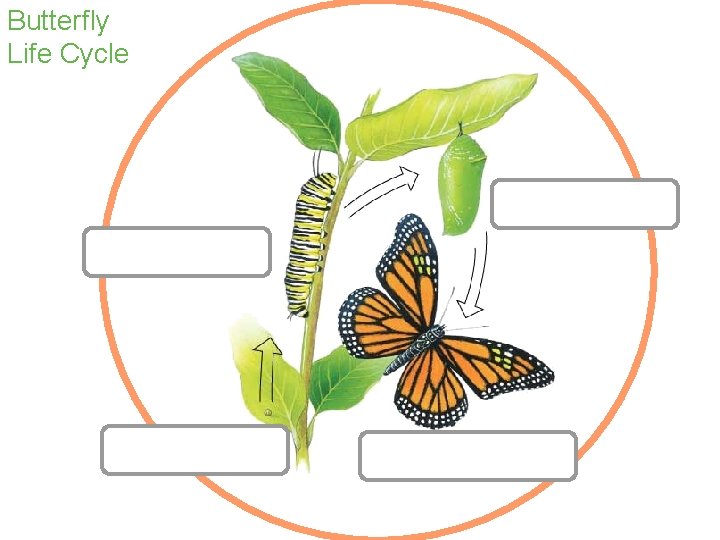 Butterfly Life Cycle 
