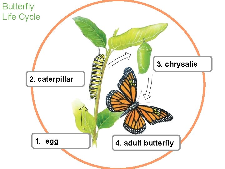 Butterfly Life Cycle 3. chrysalis 2. caterpillar 1. egg 4. adult butterfly 