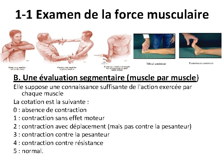 1 -1 Examen de la force musculaire B. Une évaluation segmentaire (muscle par muscle)